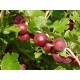 Karviainen 'Lepaan punainen' (Ribes uva-crispa 'Lepaan punainen')